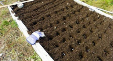 Proč česnek může růst malý, nerozdělit se na stroužky a růst v jedné hlavě